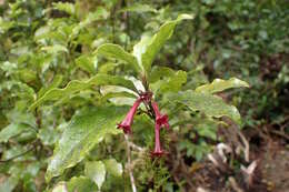 Image of Shrubby honeysuckle