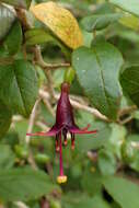 Imagem de Fuchsia excorticata (J. R. & G. Forst.) L. fil.