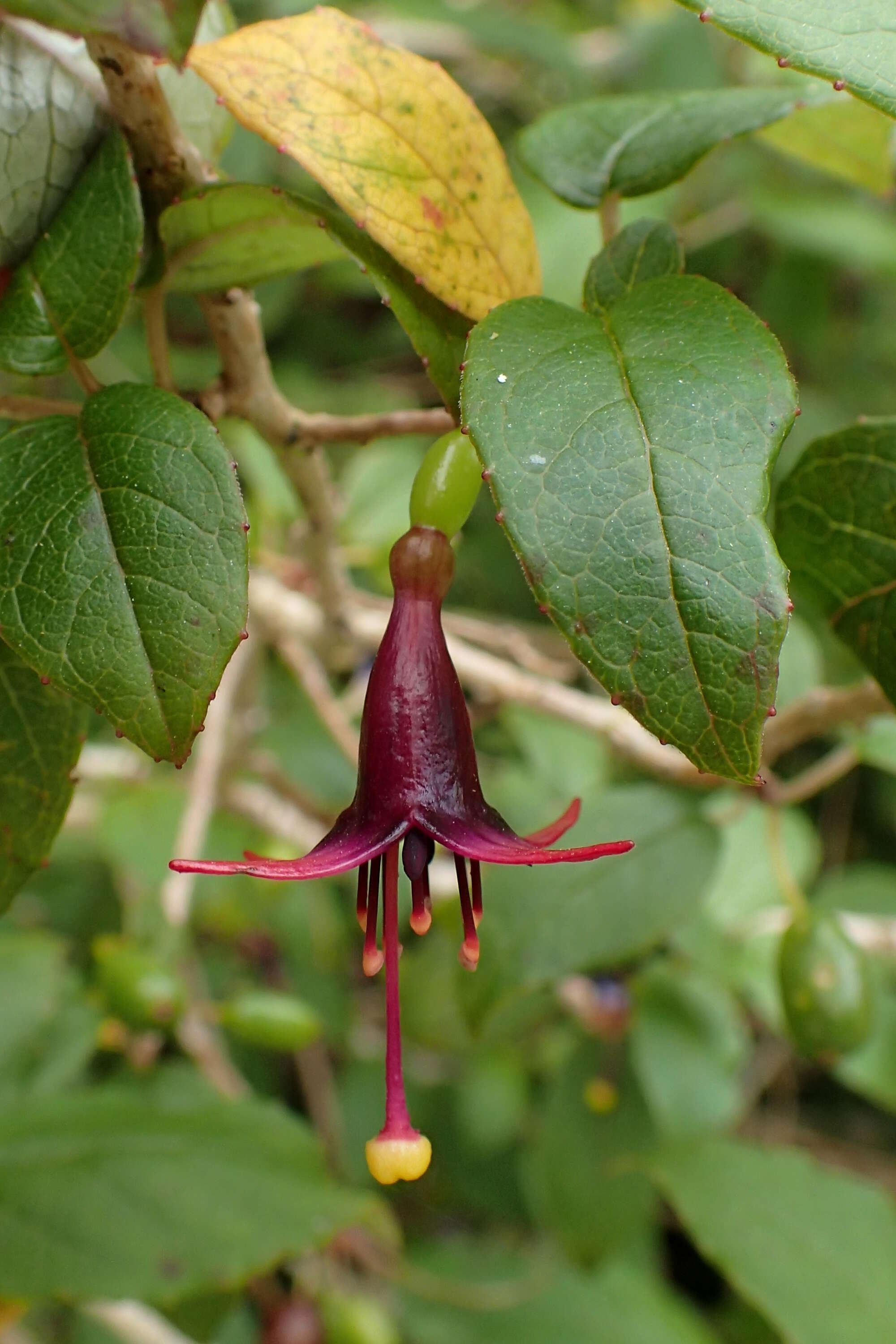 Image of New Zealand fuchsia