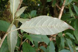 Imagem de Fuchsia excorticata (J. R. & G. Forst.) L. fil.