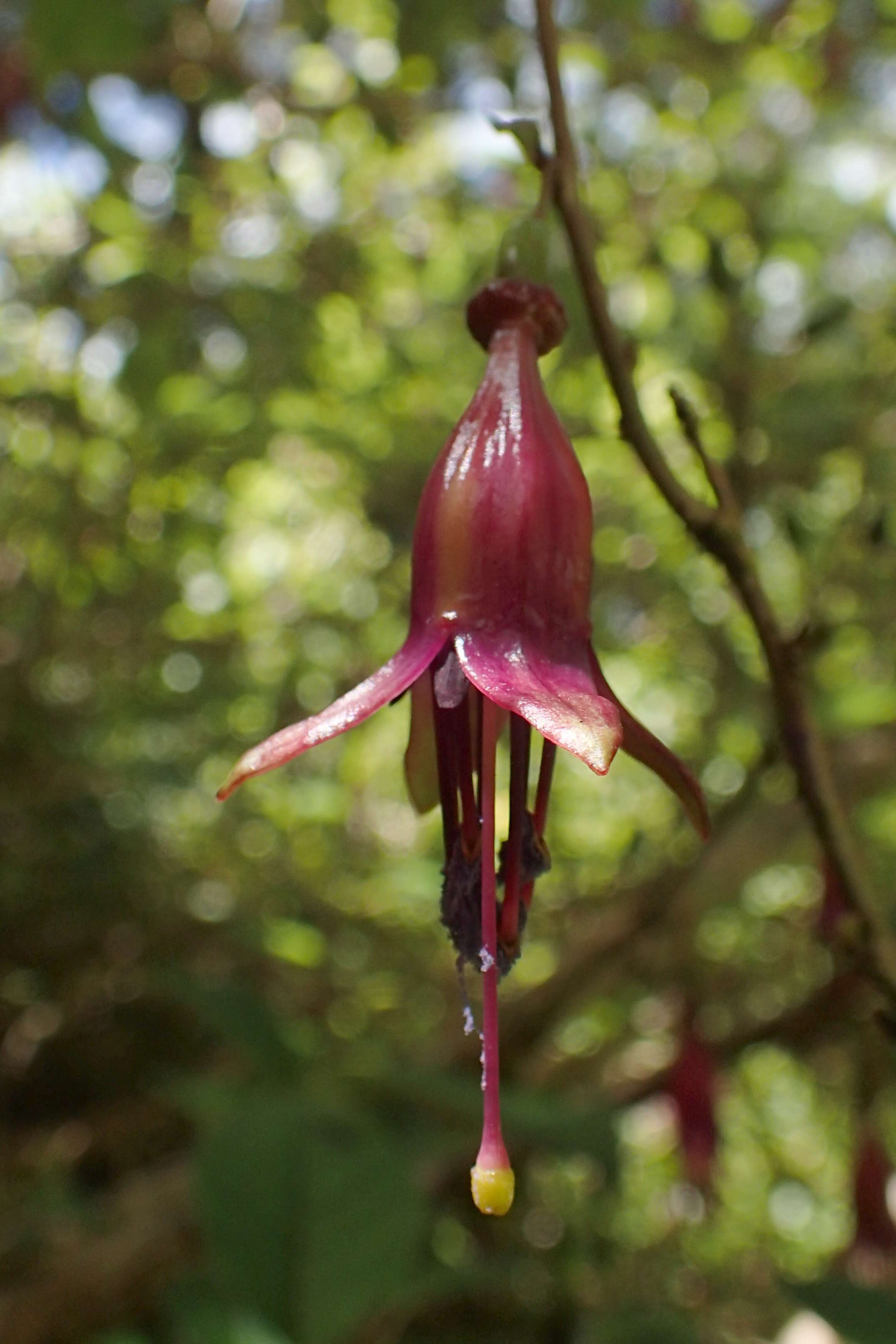 Image of New Zealand fuchsia