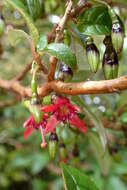 Imagem de Fuchsia excorticata (J. R. & G. Forst.) L. fil.