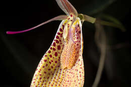 Image of Small-spotted Restrepia