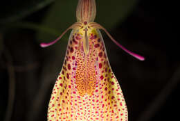 Image of Small-spotted Restrepia