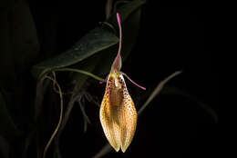 Image of Small-spotted Restrepia