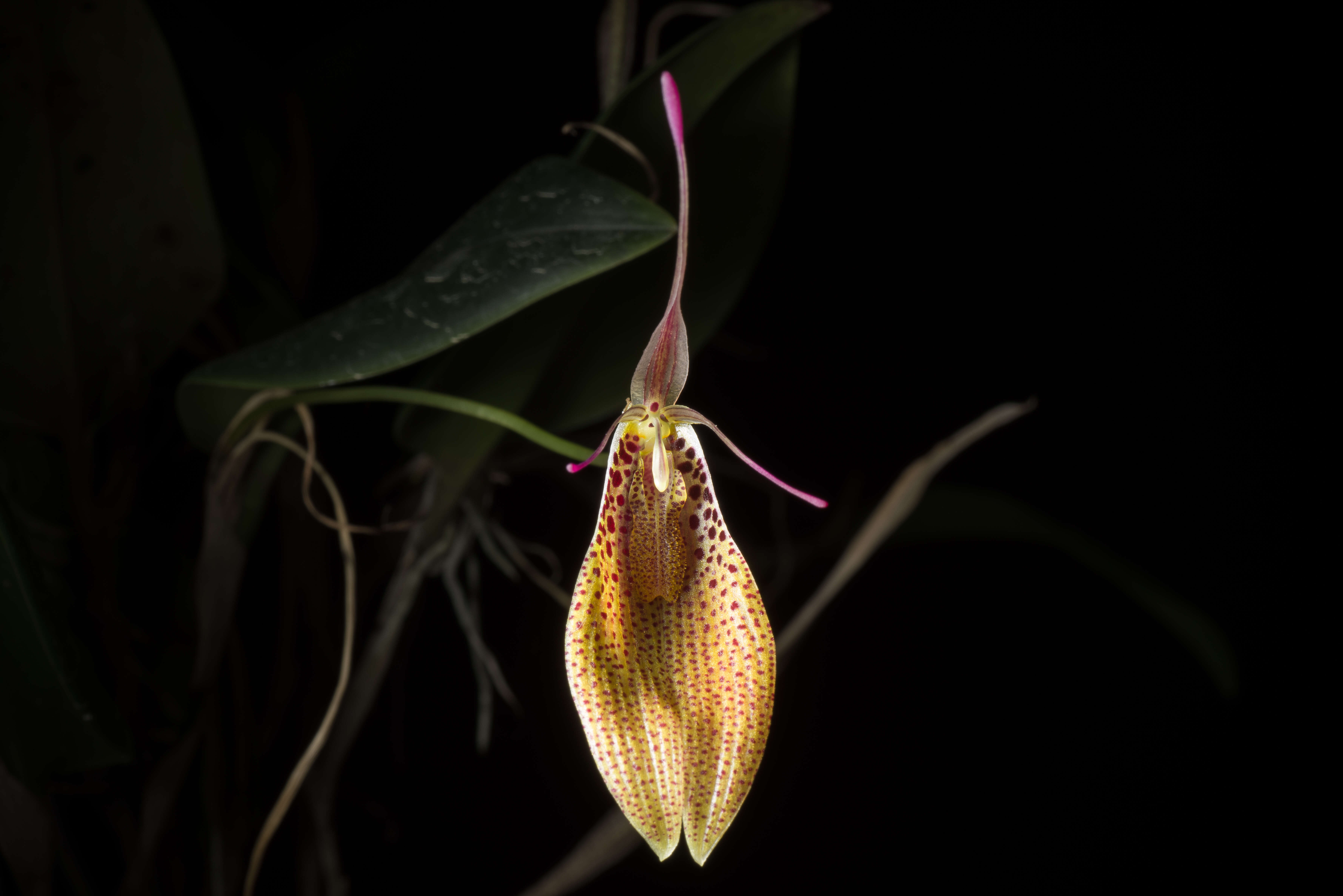 Image of Small-spotted Restrepia