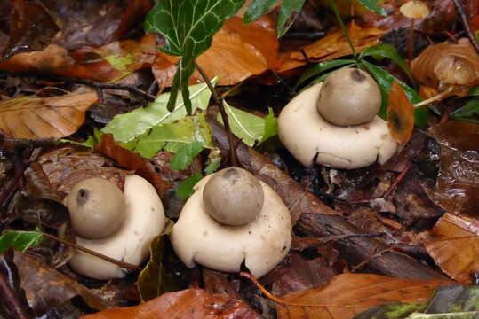 Image of Fringed Earthstar