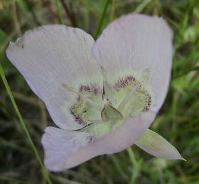 Calochortus longibarbatus S. Watson resmi