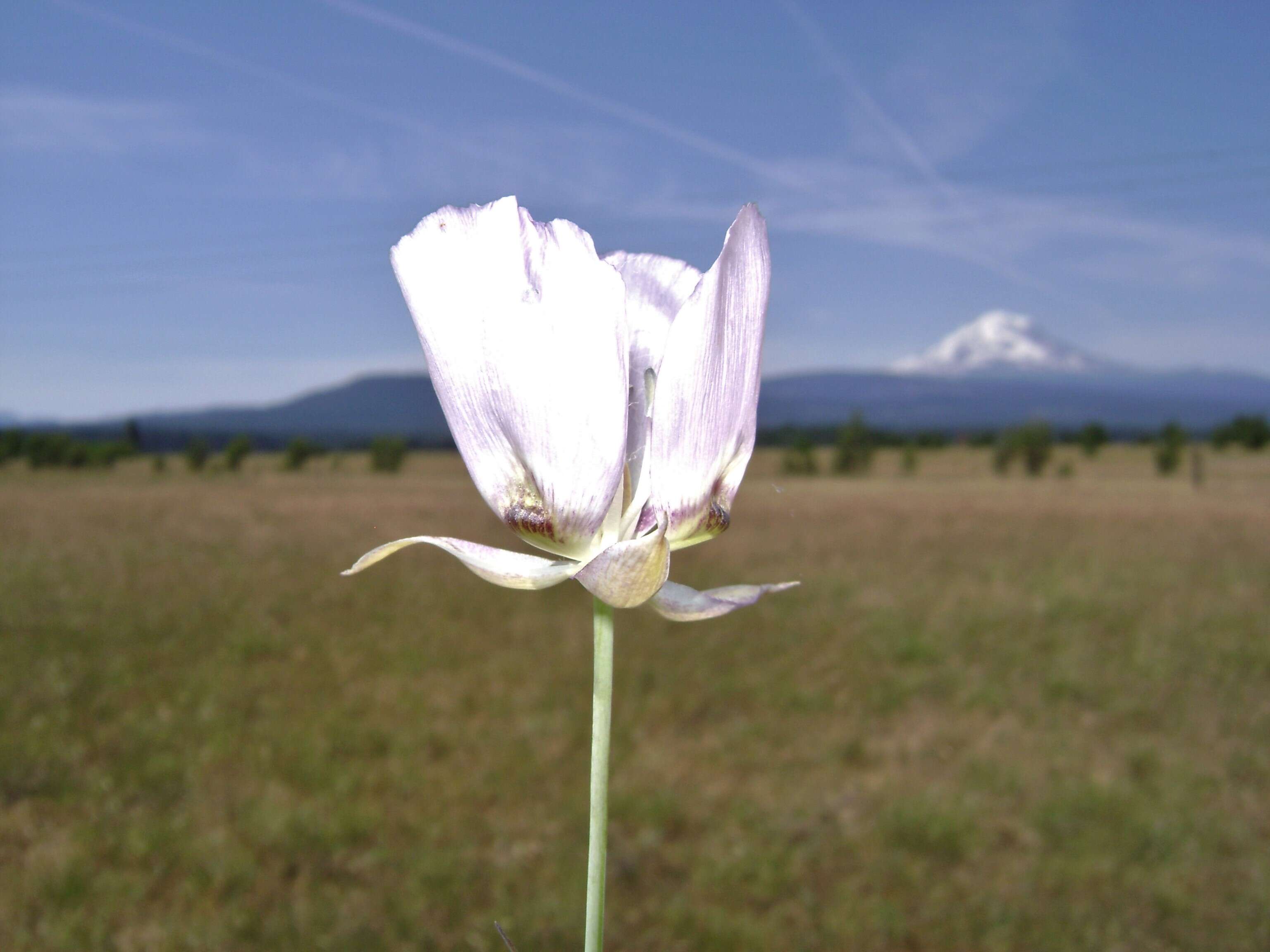 Calochortus longibarbatus S. Watson resmi