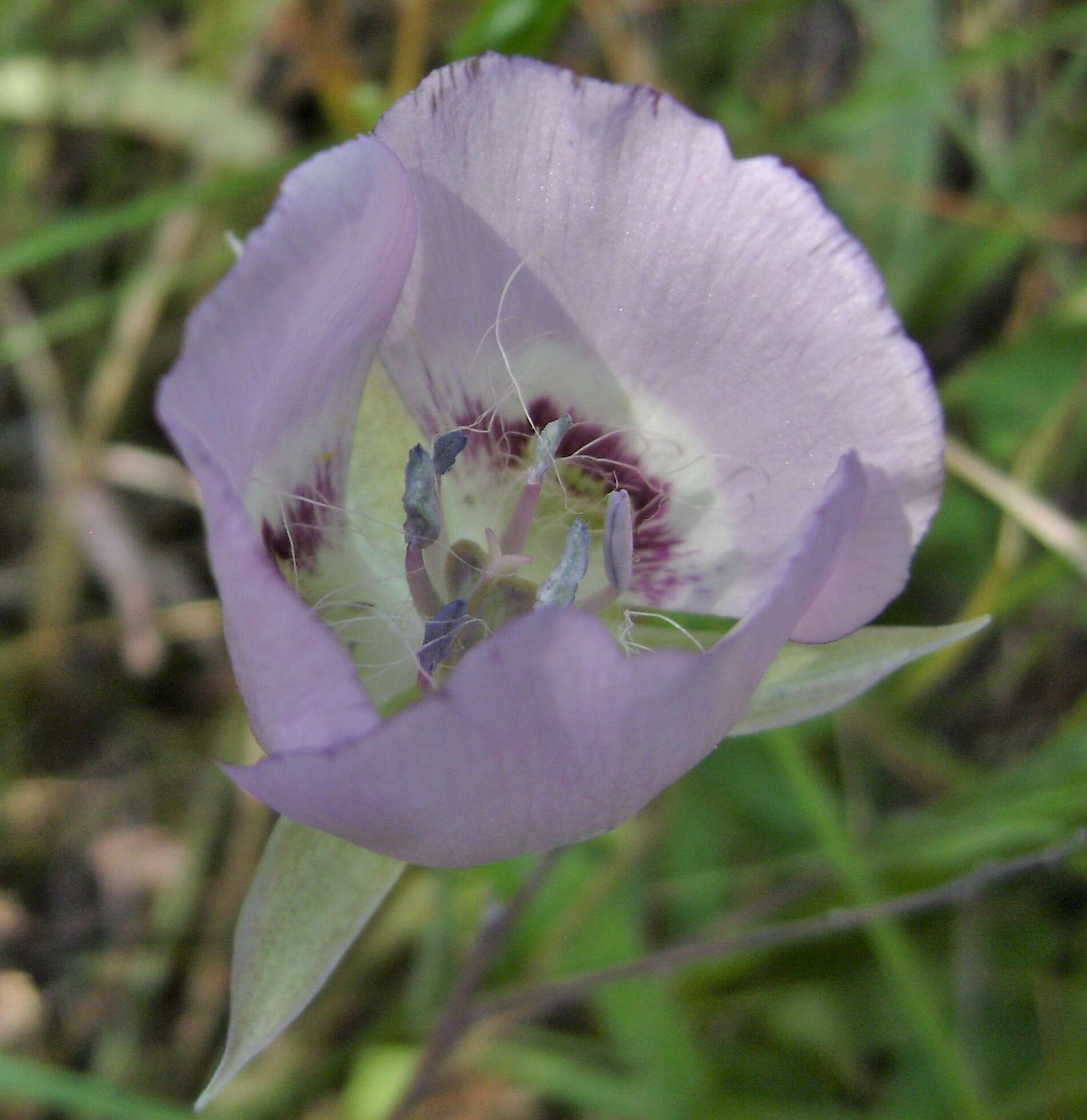 Calochortus longibarbatus S. Watson resmi