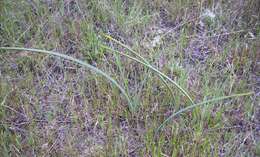 Imagem de Calochortus macrocarpus Douglas