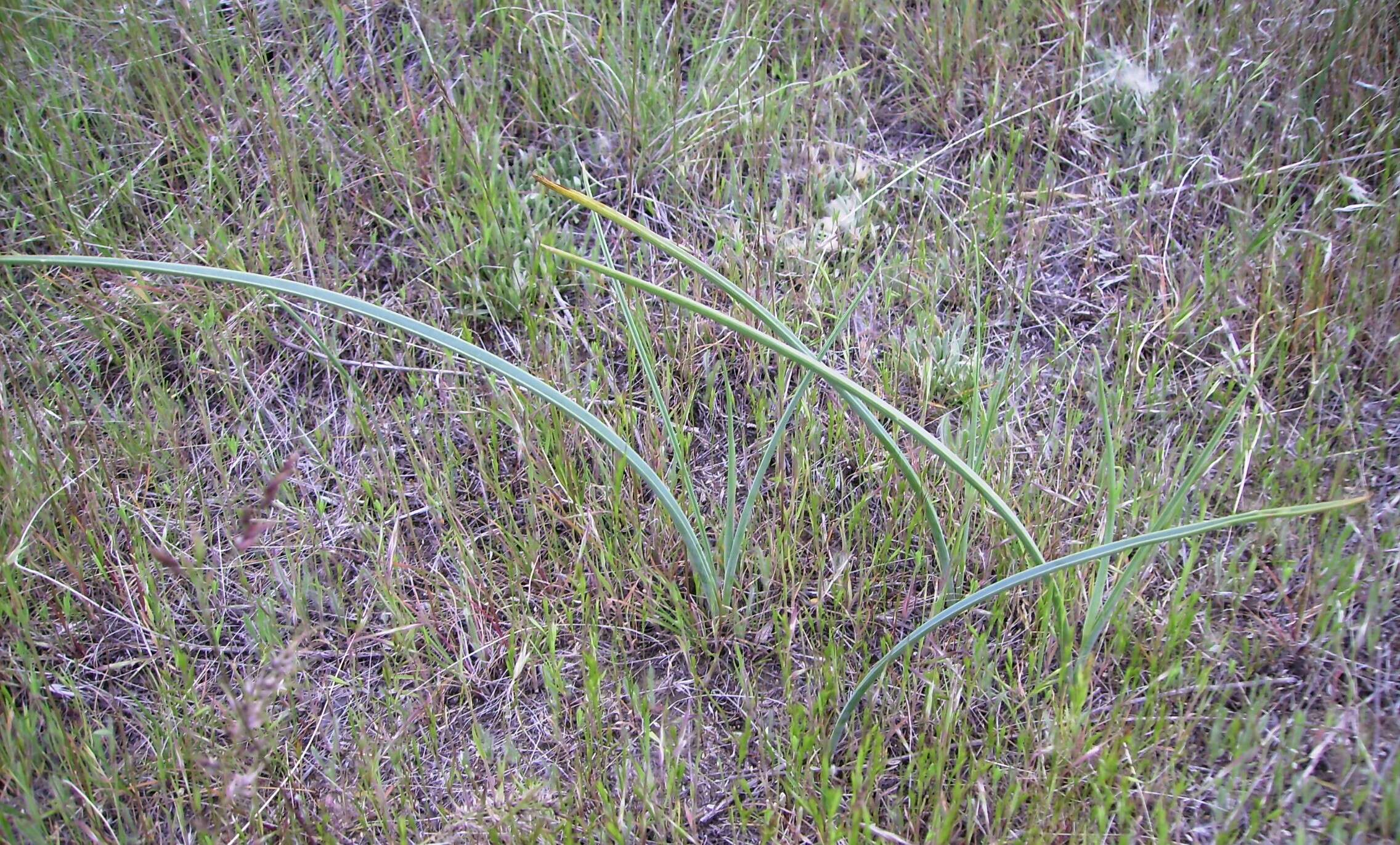 Imagem de Calochortus macrocarpus Douglas