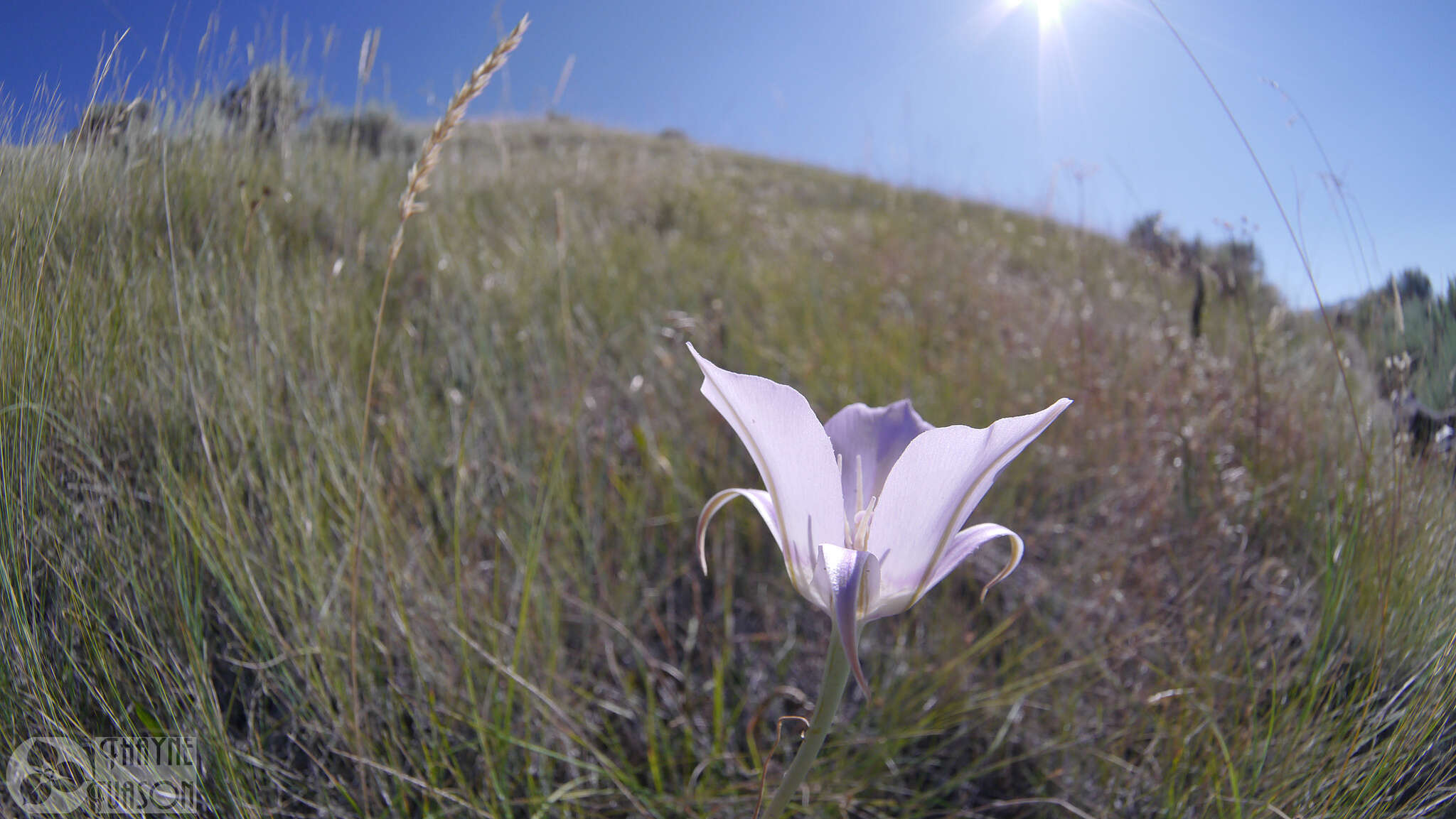 Imagem de Calochortus macrocarpus Douglas