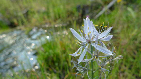 Image de Camassia quamash (Pursh) Greene