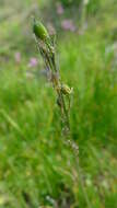 Image de pommes des prairies