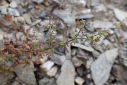 Plancia ëd Galium divaricatum Pourr. ex Lam.