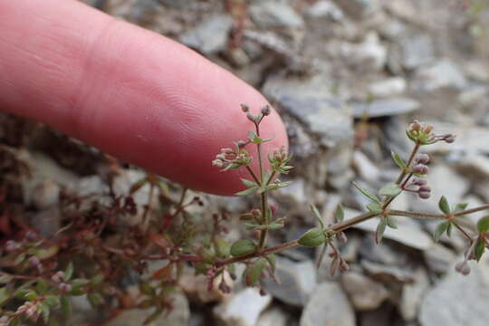 Plancia ëd Galium divaricatum Pourr. ex Lam.