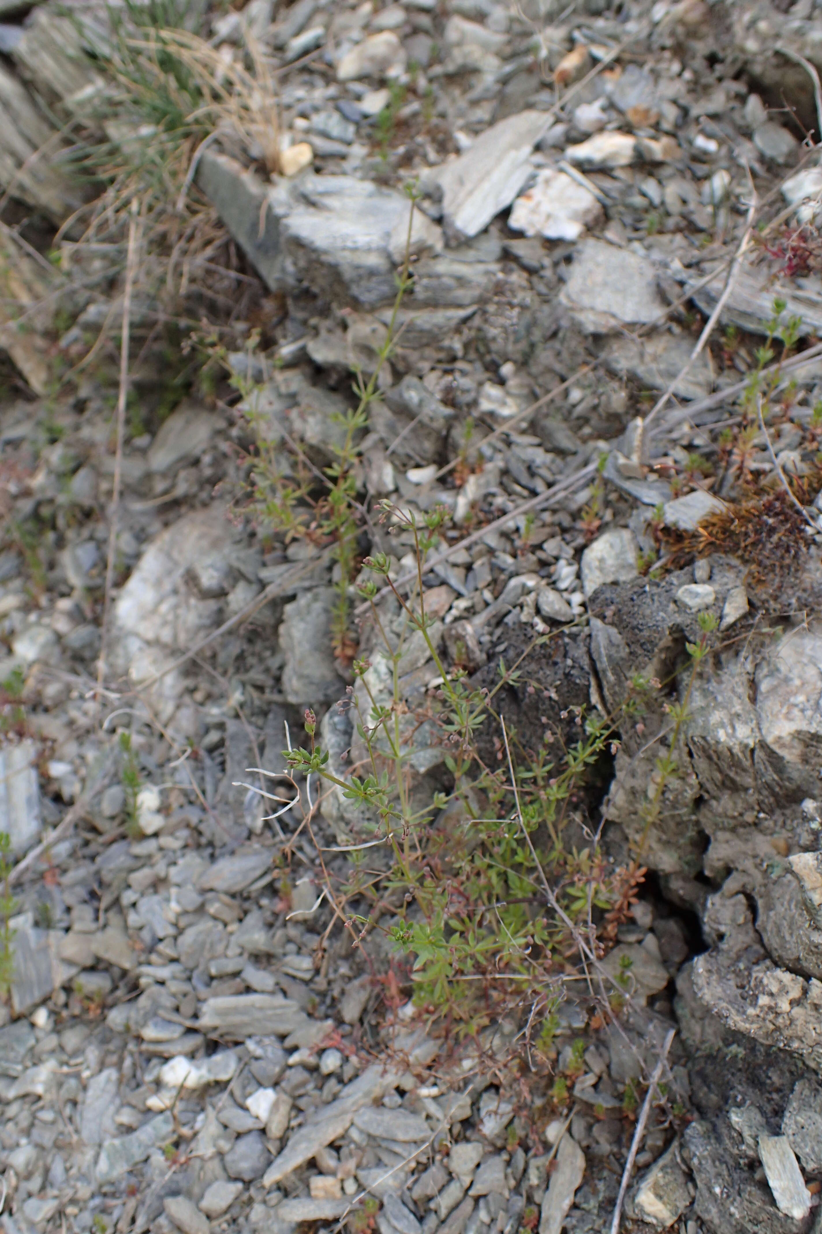 Image of Lamarck's bedstraw