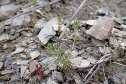 Plancia ëd Galium divaricatum Pourr. ex Lam.