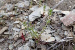 Plancia ëd Galium divaricatum Pourr. ex Lam.