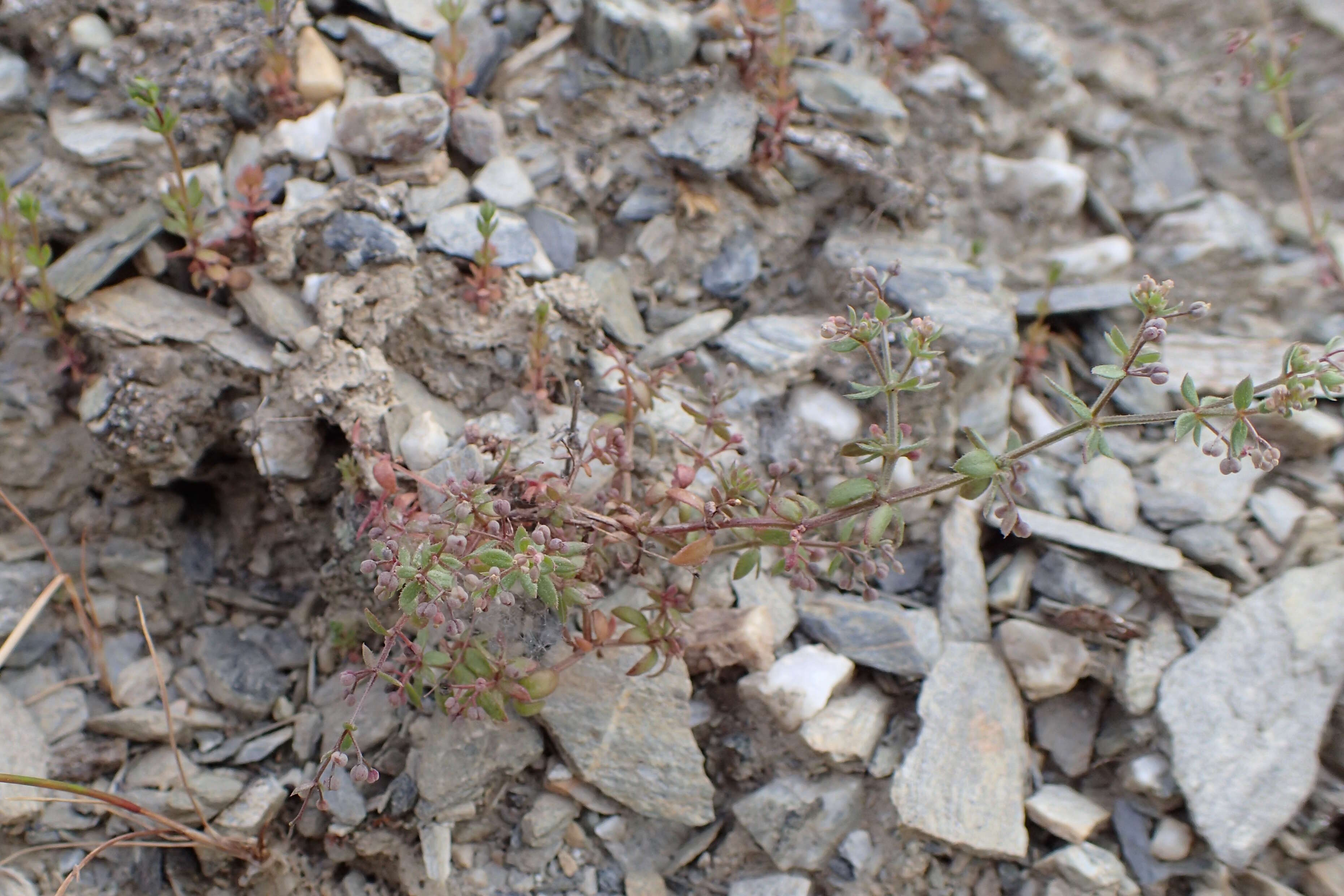 Plancia ëd Galium divaricatum Pourr. ex Lam.