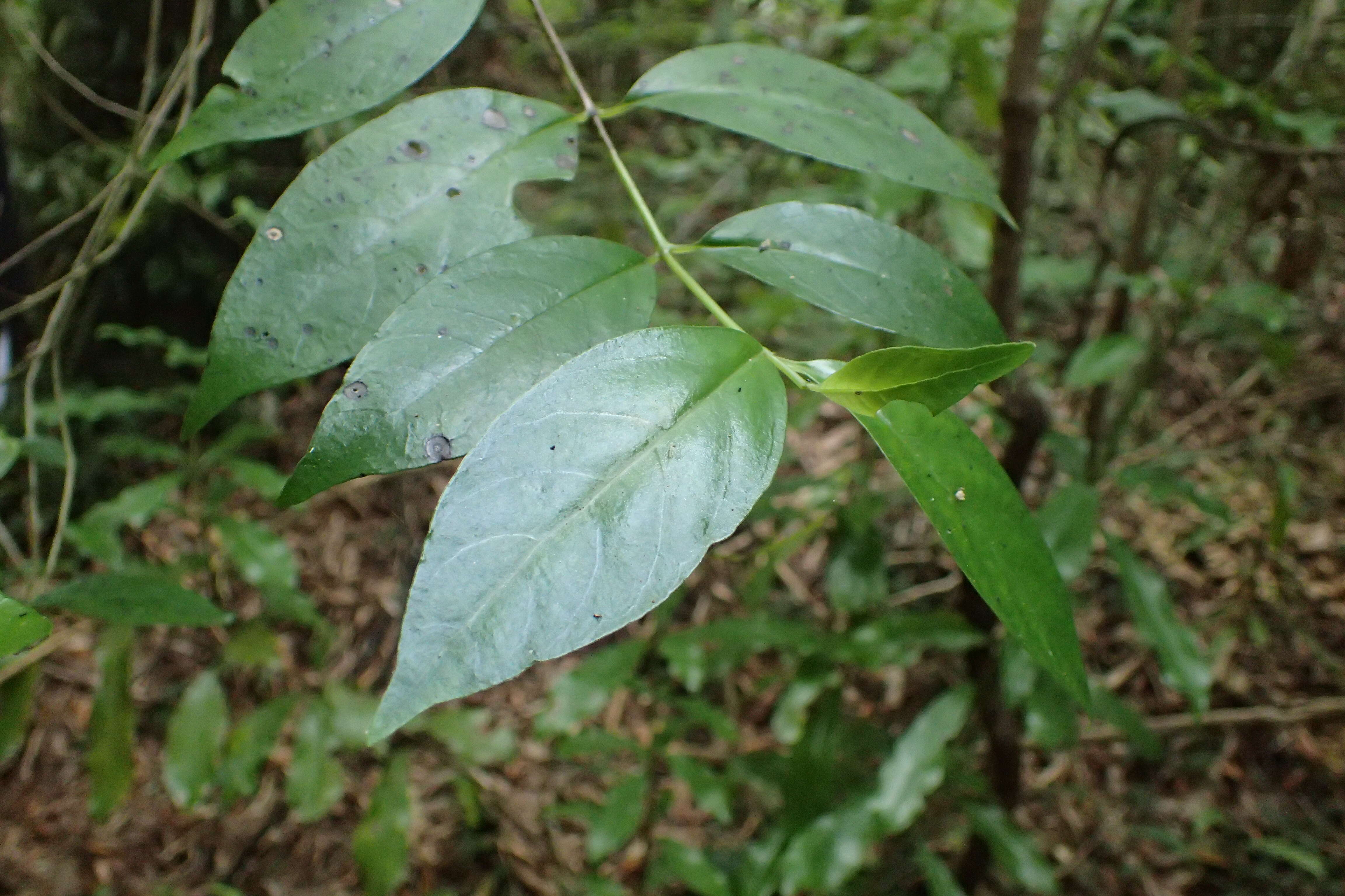 Imagem de Geniostoma rupestre var. ligustrifolium (Cunn.) B. J. Conn