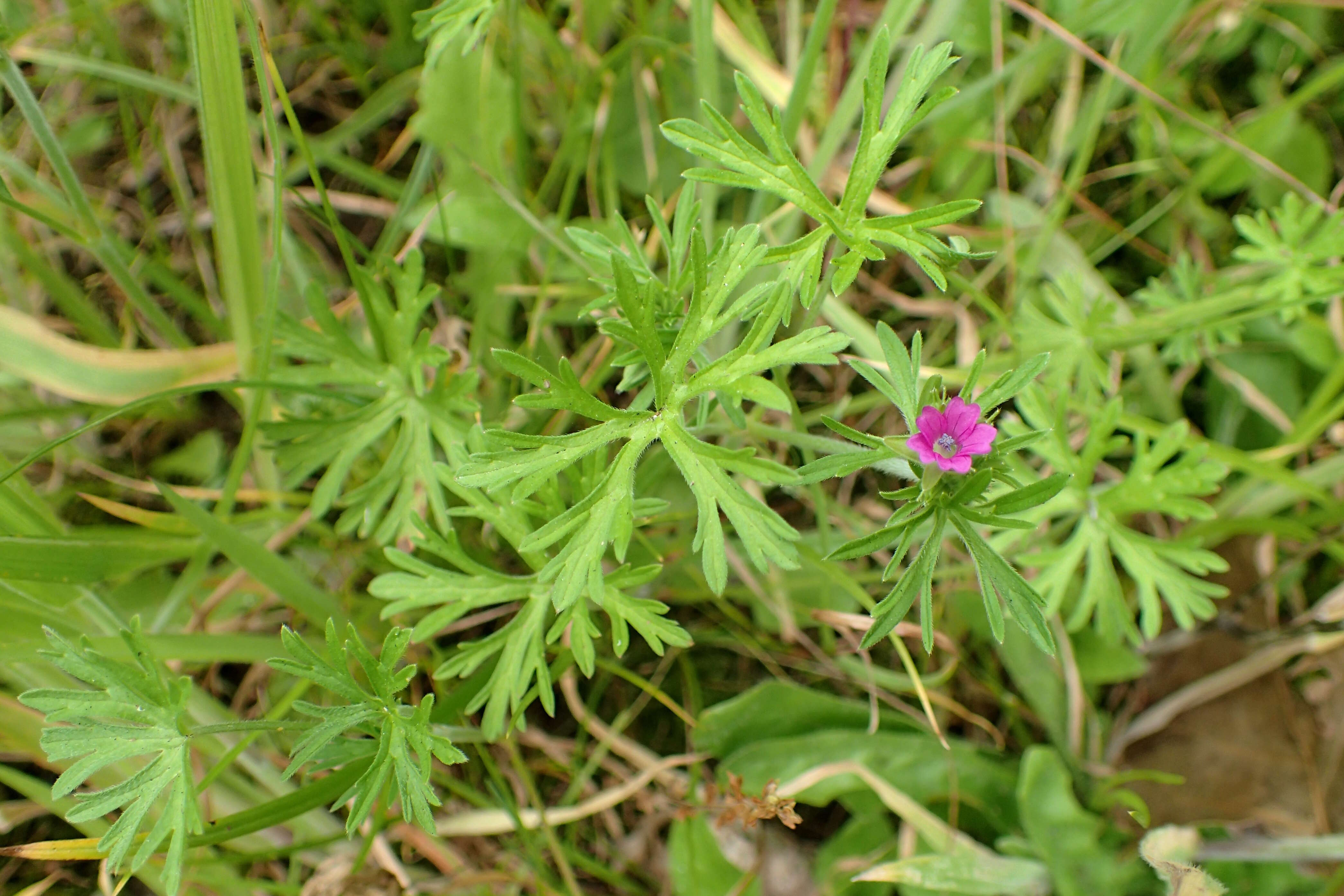 Image of cut-leaved cranesbill