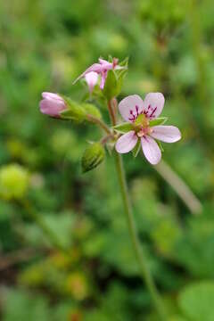 Image of Mediterranean stork's bill