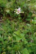 Image of Mediterranean stork's bill