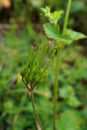 Image of Mediterranean stork's bill