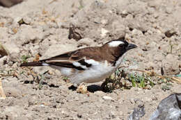 Image of sparrow-weaver