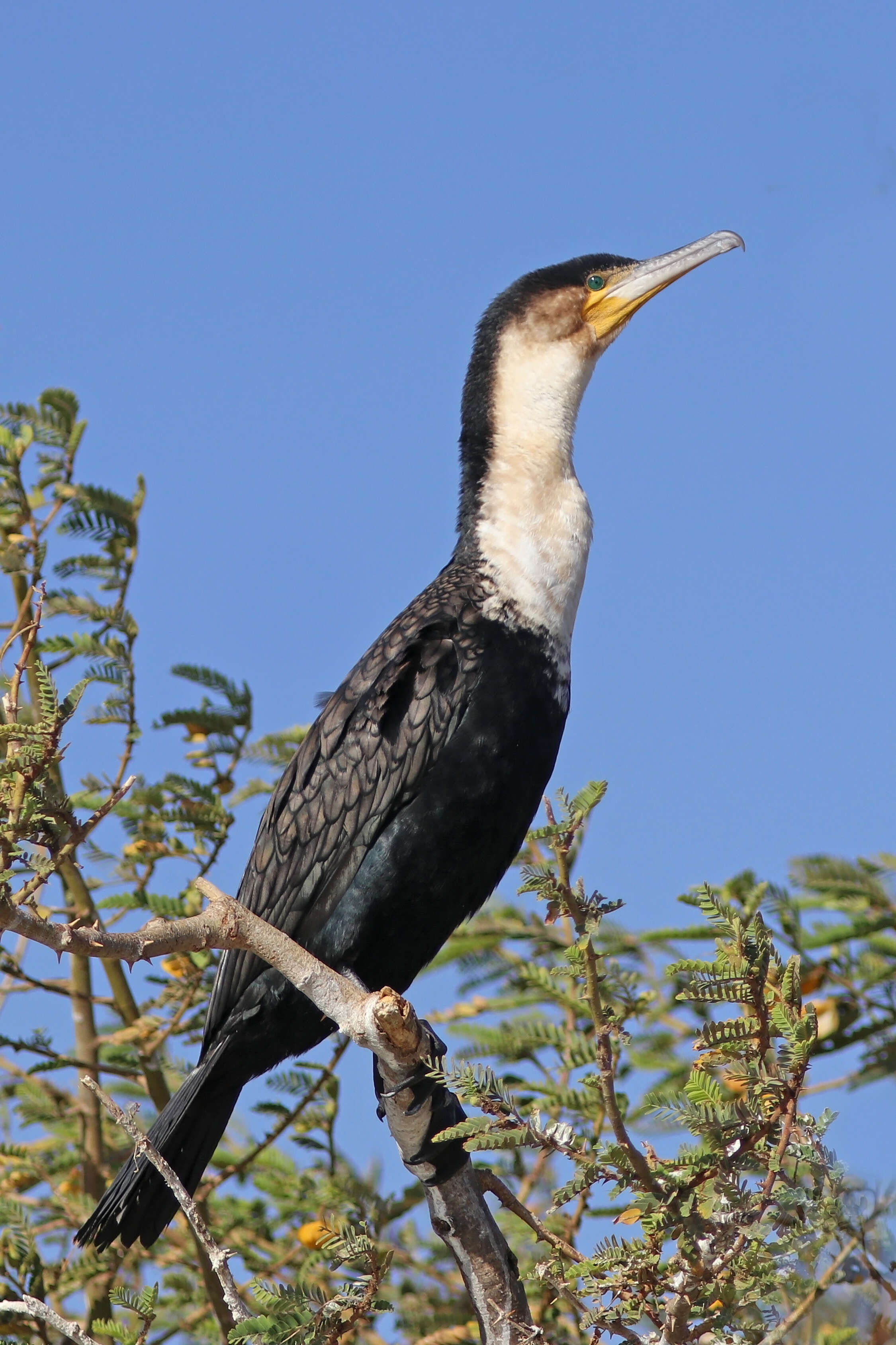 Image of White-breasted Cormorant