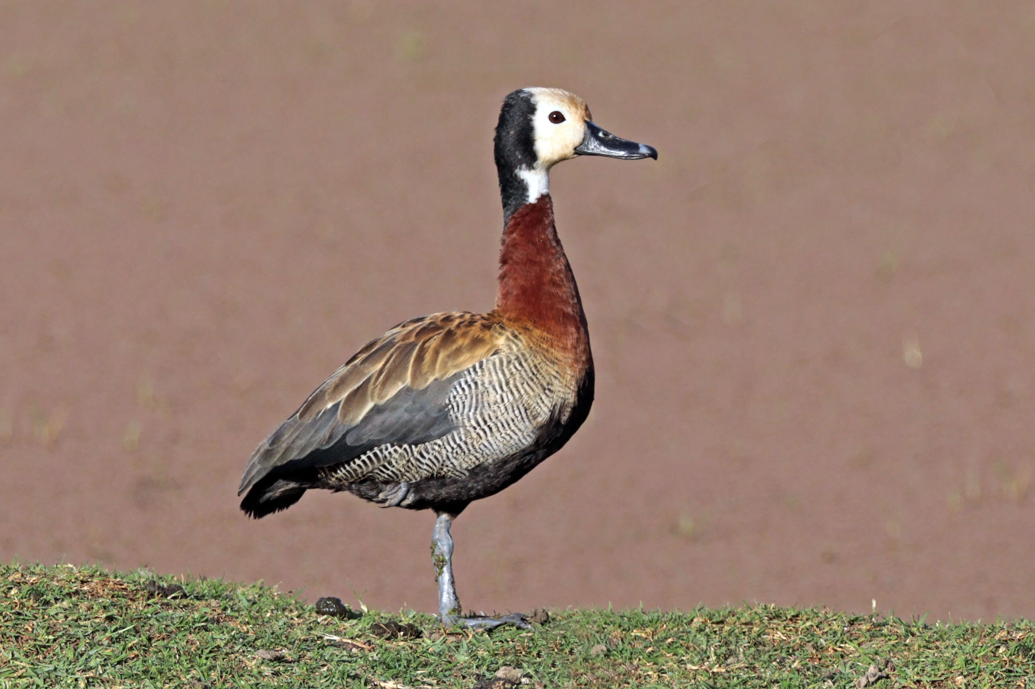 Image of White-faced Whistling Duck