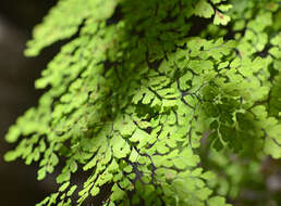 Image of maidenhair fern