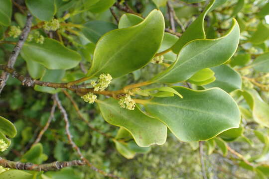 Image of Griselinia littoralis (Raoul) Raoul