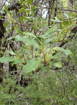 Image of Griselinia littoralis (Raoul) Raoul