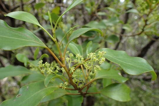 Image of Griselinia littoralis (Raoul) Raoul