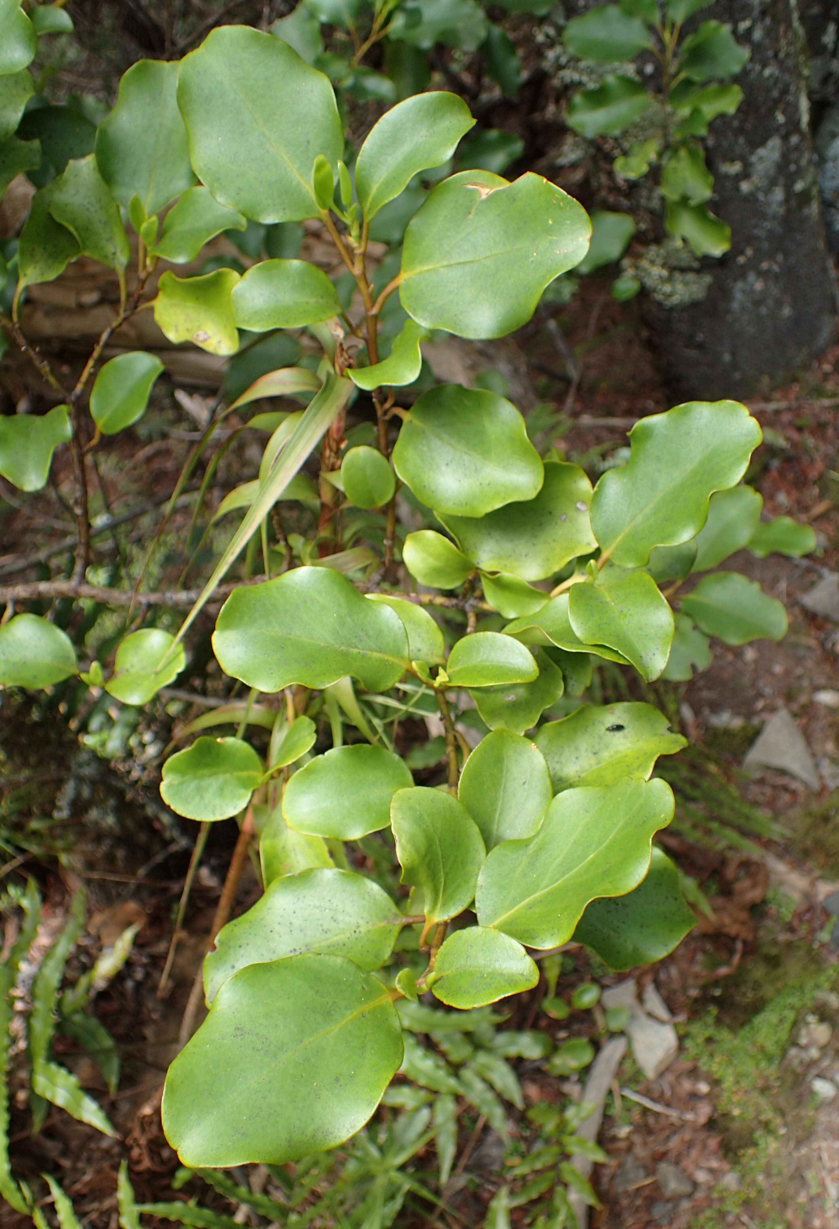 Image of Griselinia littoralis (Raoul) Raoul