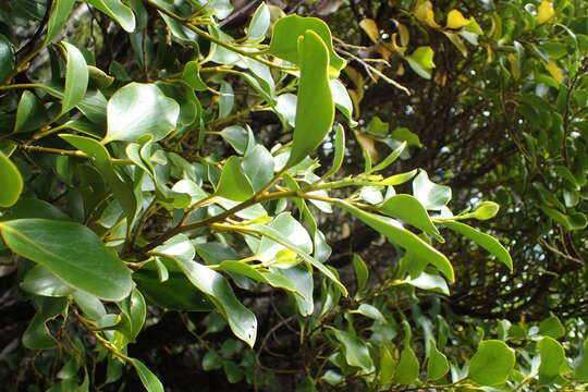 Image of Griselinia littoralis (Raoul) Raoul