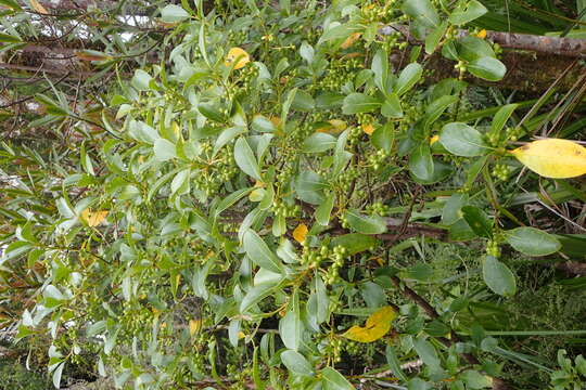 Image of Griselinia littoralis (Raoul) Raoul