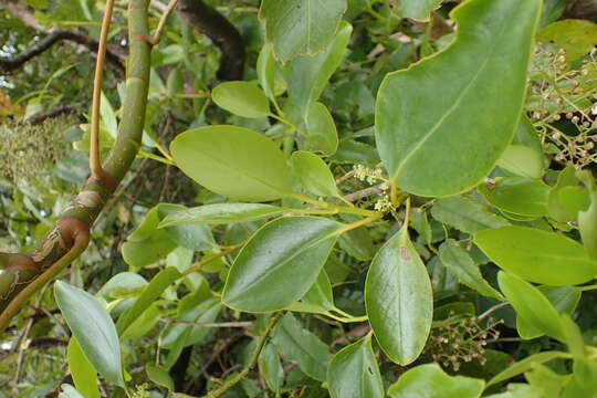 Image of Griselinia littoralis (Raoul) Raoul