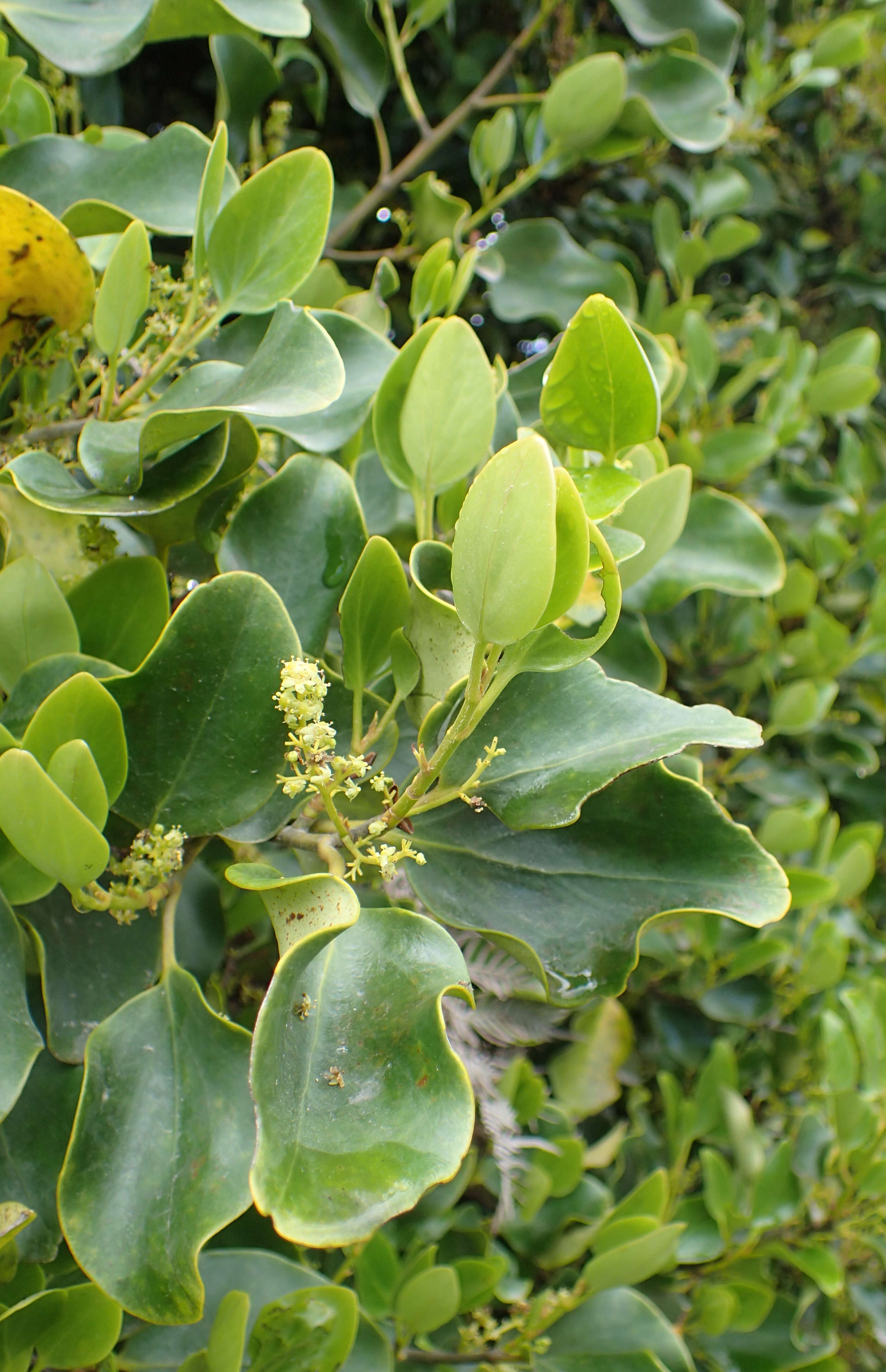 Image of Griselinia littoralis (Raoul) Raoul