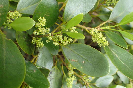 Image of Griselinia littoralis (Raoul) Raoul