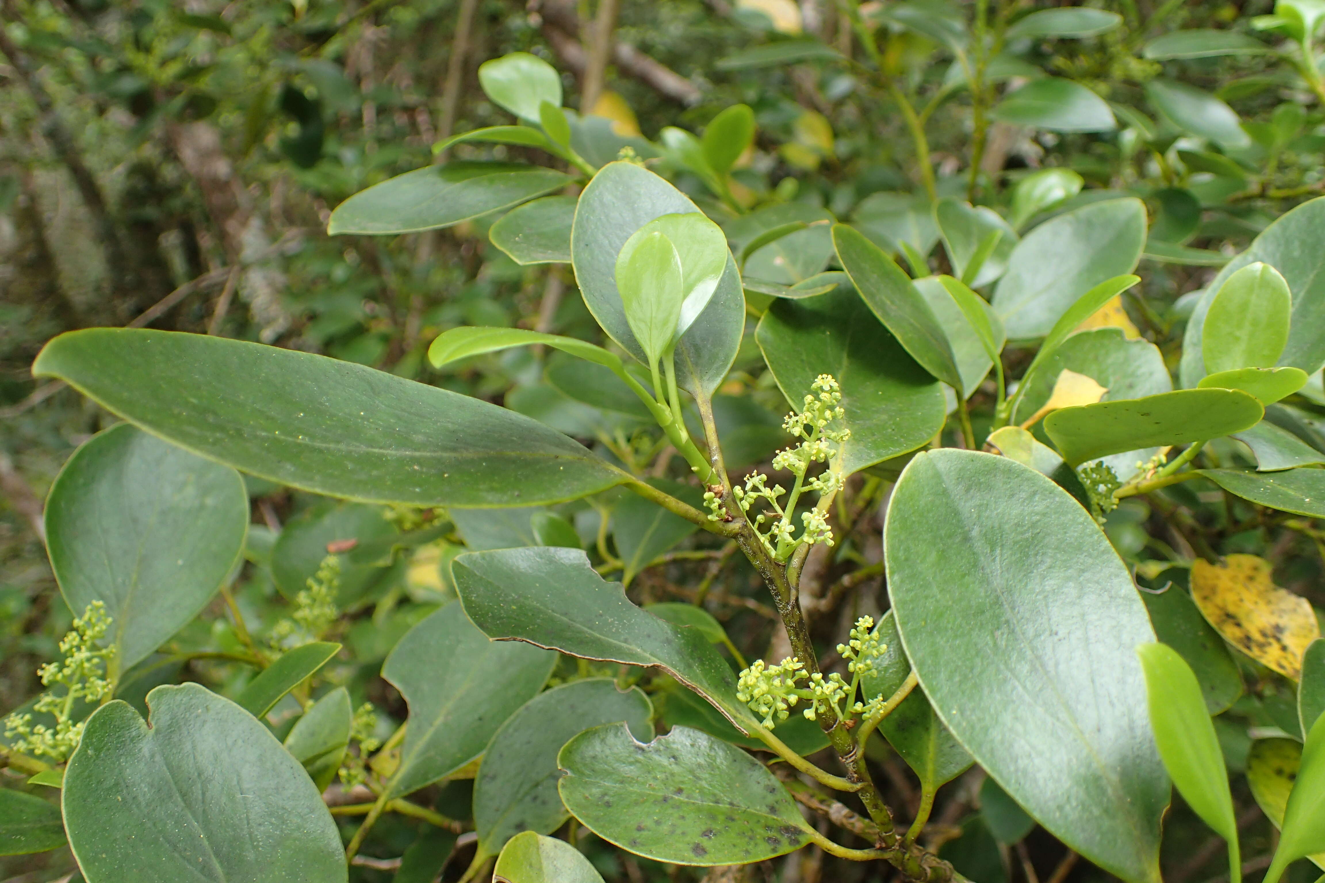 Image of Griselinia littoralis (Raoul) Raoul