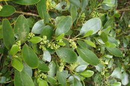 Image of Griselinia littoralis (Raoul) Raoul