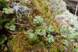 Image of Gunnera monoica Raoul