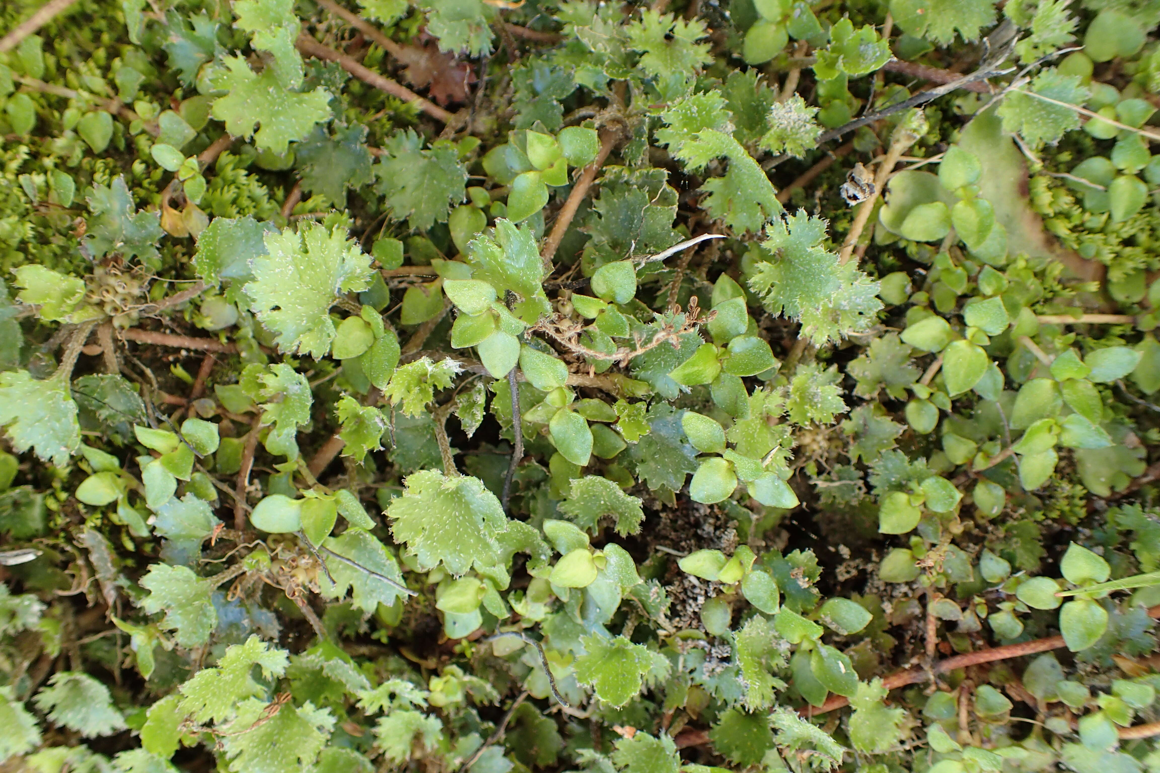 Image of Gunnera monoica Raoul