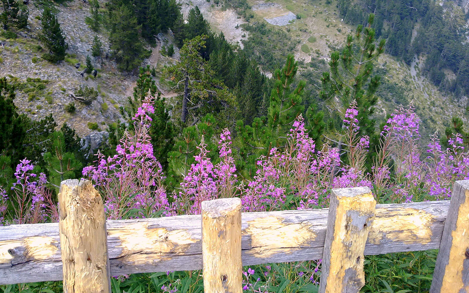 Image of willowherb