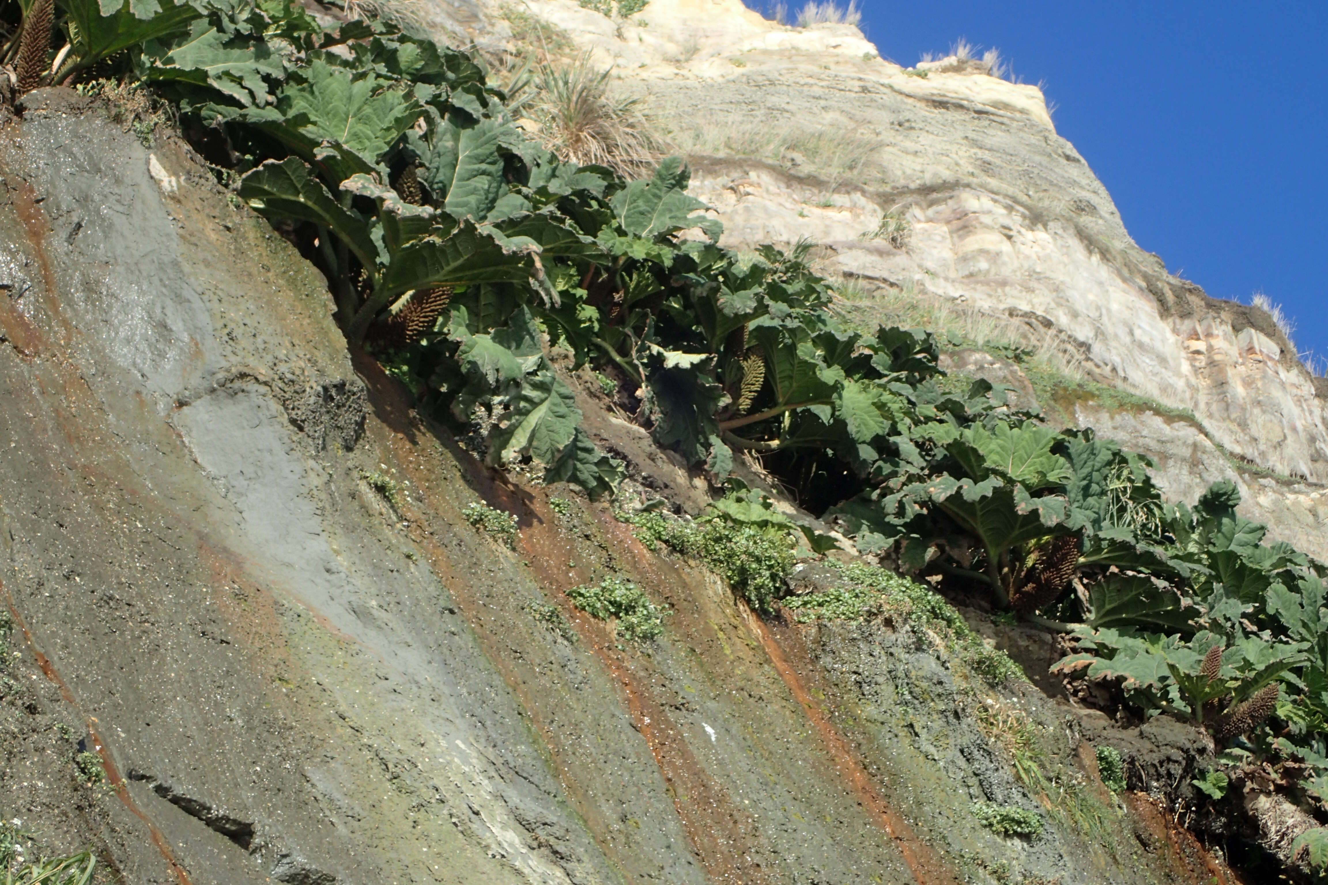 Image of Chilean gunnera