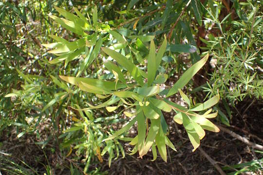 Image of Willow hakea